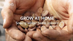 5.5K views · 67 reactions | Learn how to sow beans and peas with Matt Oliver in the Global Growth Garden at RHS Garden Hyde Hall. Matt takes us through the basics of sowing peas and beans indoors, so you can grow your own at home. Sow peas and beans indoors now for an early harvest next year! Buy seeds and tools now in the RHS Shop and get started: www.rhsplants.co.uk/?utm_source=social&utm_medium=organic&utm_campaign=gyo #GrowatHome | RHS - Royal Horticultural Society | Facebook