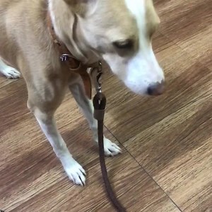 When Maple is unhappy staying in the room. He can smell the cats downstairs and wants to go kill them 😄. Indies do talk, did you know? #ivory_handlooms #ivorydesigns #ivorydesignstudio #chennai #doggo #doggies #dog #indie #rescuedogsofinstagram #rescuedog | Ivorydesignstudio