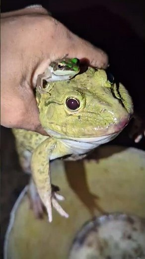 FUNNY FROG Sounds Cartoon | Catching Big Frog So Funny For Laugh | Comedy Frog | Animals Funny