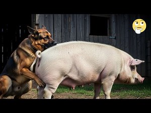 Dog-Pig Hybrid… The Experiment That Changed the Meaning of Creation