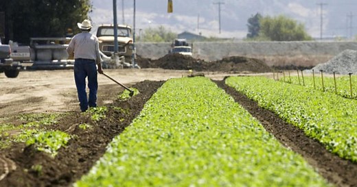 MIT engineers bomb-detecting spinach plants