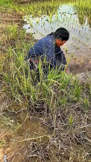 Double Crop Benefits with Azolla Farming . . . #trending #facts #reels #reelsinstagram #trendingreels | Hemant Mahto