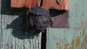 setting wasp nest in fire, burning, slow motion, part 2