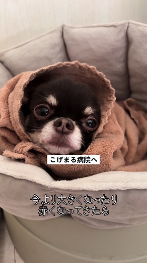 こげまるの急遽病院訪問と犬のしこり