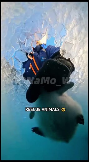 Phillies land All-Star closer Jhoan Duran ahead of MLB trade deadline❤️🐱❤️