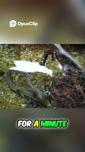 Water breathing Tarantula!