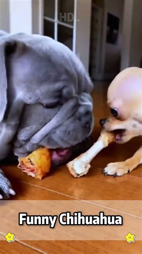 Chihuahua in a scary mask pranks the dog & cat — their reactions are unhinged 🤣🐶🐱