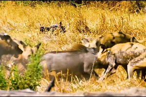 野狗家族捕猎，一场惊心动魄的生死追击拉开帷幕…