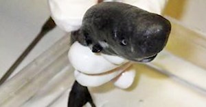 Scientists discovered a new species of tiny sharks that glow in the dark