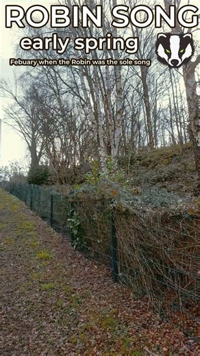 The Sound of a Robin in February #naturalsounds #birds #peaceful #urbannature #naturepunkz