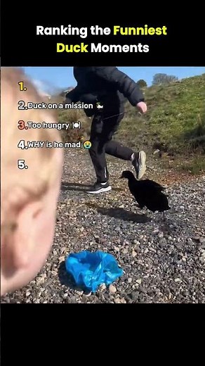 Ranking the Funniest Duck Moments Ever 🦆😂