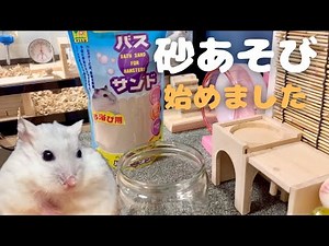 初めての砂遊び【ハムスターの日常】