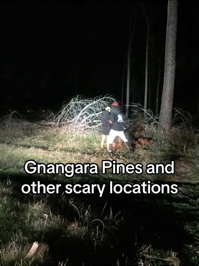 Exploring Gnangara Pines: Perth's Mysterious Spot