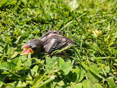 Rescuing and Raising a Baby Sparrow!! The Story of Pichio!