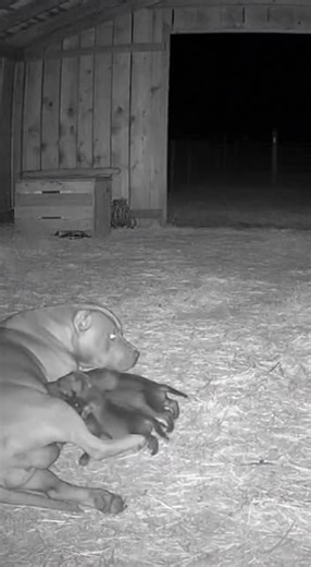 Puppies Rescue from Creepy Creature in Horror Short