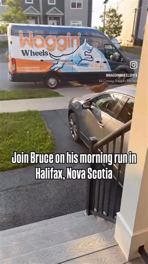 Waggin’ Wheels Mobile Dog Gym | Reposting for Bruce’s birthday! Happy birthday Bruce! Original caption: There are three things in this world that Bruce loves over... | Instagram