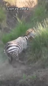 2.9K views · 21 reactions | Zebra escaped lion's grip hippos saves his life ..Crocs also were ready to attach but Hippo's security was tight 殺 #fypシ゚viralシ #wildlife | Trizah pope | Facebook