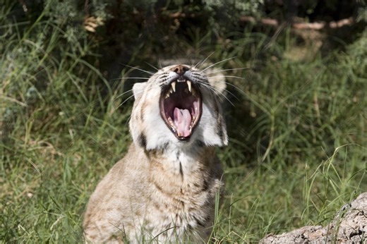 Volume up: Listen to a Bobcat's Bizarre Vocalizations