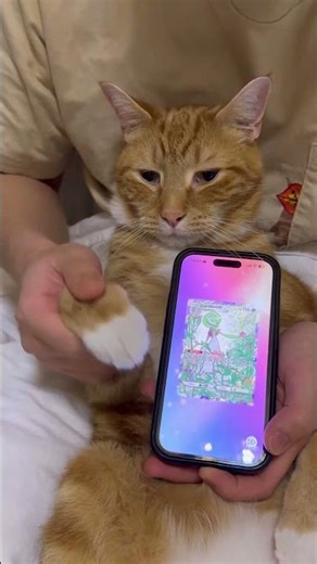 Day 215 Don Don 🐱 #pokemon