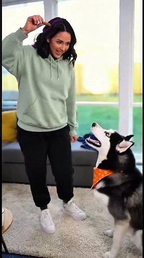 🔥 Husky Fails That Will Make You LOL! 🐾 #husky #huskyshorts #shorts