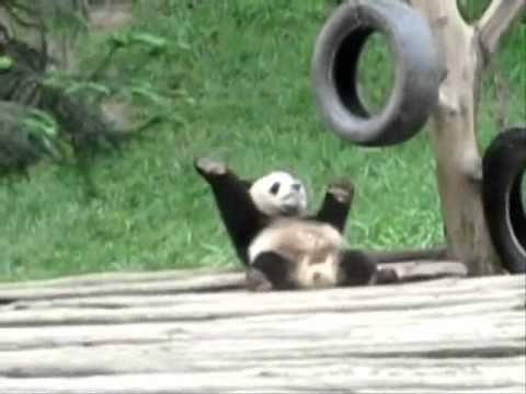 Gloria Estefan & Miami Sound Machine Conga (lyrics below)