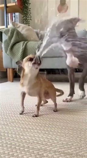 Sneaky Dog Pranks Sleeping Chihuahua with Loud Bark