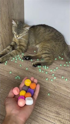 Funny cat 🤣 #marblerun #cat #marblesrace #catvideos #kitten #funny #funnycats #kitty #cutecat