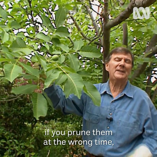 Peter Cundall's time and legacy on Gardening Australia🌿 | Gardening Australia
