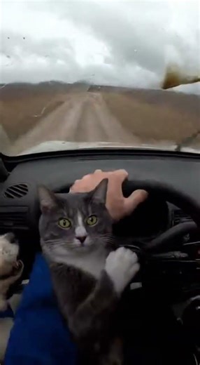 Cat Rally Driver vs Screaming Dog Passenger