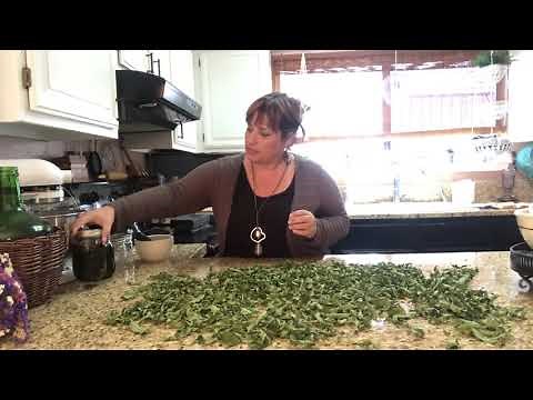 Making lemon verbena tea