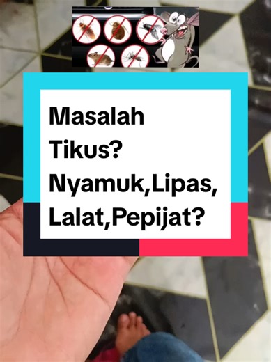 Tackling Common Pest Problems: Rats, Mosquitoes, Cockroaches, Flies, and Bed Bugs