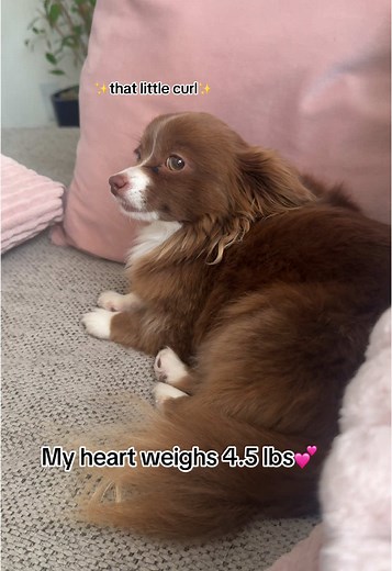 She’s part poodle 💅 #cute #dog #chihuahua #tinydog #pomeranian #pets #dogtok #dogsofttiktok #puppy #cutedogs #doglife #furbaby #doglovers #puppylove #doggo