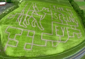 A-Maze-Ing: Animals Abound in Long Valley, Chester Farm Corn Fields