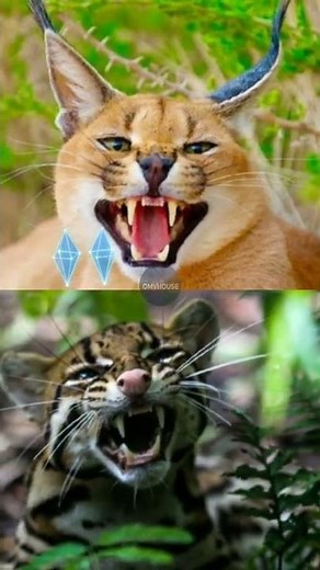 BIG FLOPPA vs JAGUATIRICA | What happens?