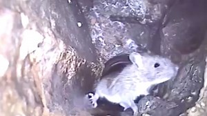 London has a furry foe and lockdown is making it worse