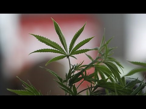 Cognitive effects of marijuana on driving