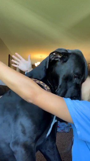 Embracing the Great Dane Challenge: Hug Your Dog With Love