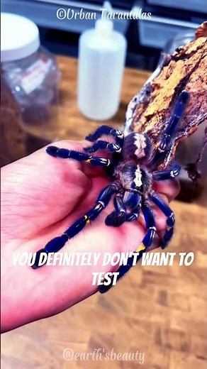 World’s Rarest Blue Spider – Gooty Sapphire Tarantula