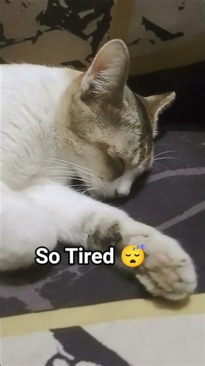 #beautiful #cute #cat #catrunnig #catsofyoutube #catmischief