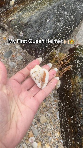 Discovering a Stunning Queen Helmet Seashell