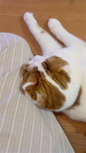 母さんの肩も叩いて欲しいなぁ#cat#shorts