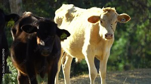 4k Cattle grazing under tree on a ranch.