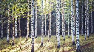 Sibelius' Third Symphony: Classical and Austere