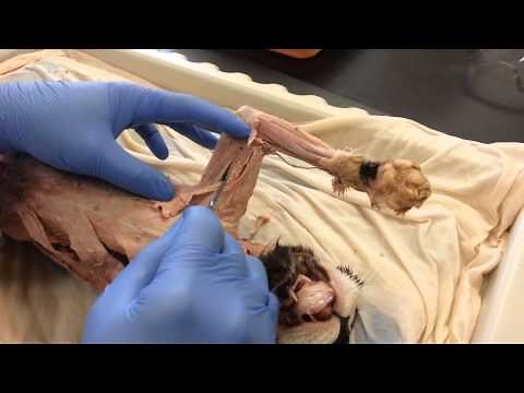 Cat Dissection - Muscles