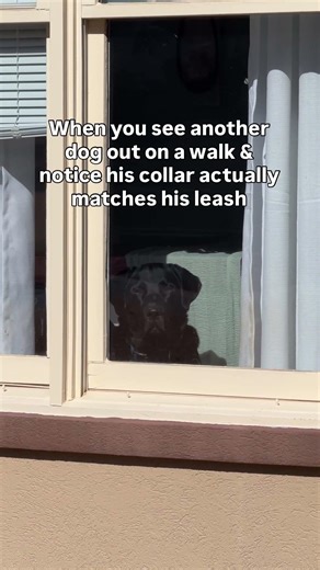 And a matching poop dispenser… so fancy 🤩 #dogshorts #labrador