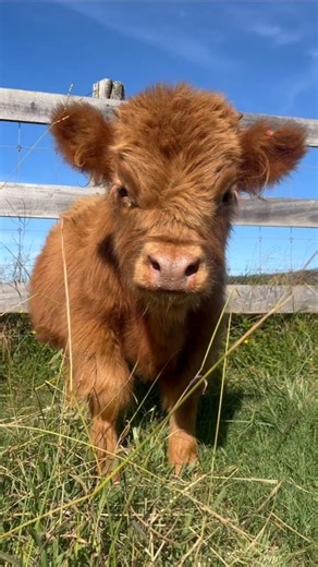 Fluffy Baby Highland Cows That Will Melt Your Heart 🐮💛 #shorts