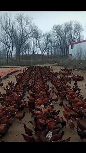 48K views · 158 reactions | Wow! Such a wonderful chicken farm | Make vidio | Facebook