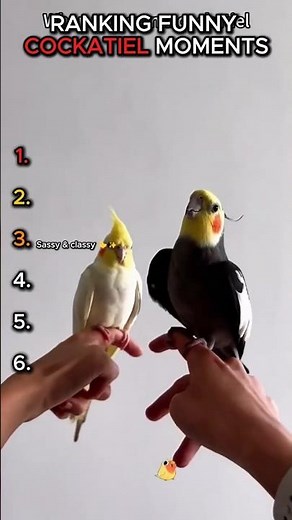 Cockatiels Being Silly & Adorable 🐦😂 #shorts