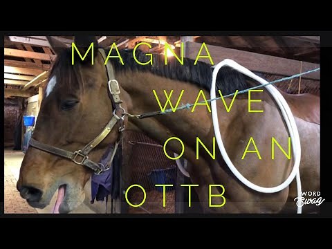 Magna Wave PEMF Treatment for an OTTB Event Horse
