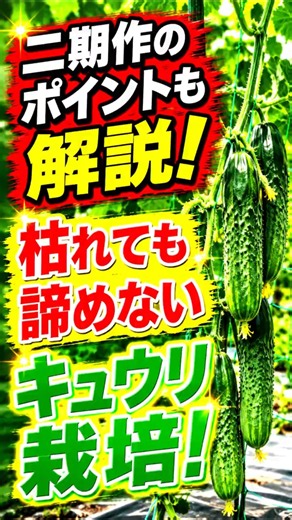 [Cucumber Cultivation] Don't worry if your plants are weak! Tips for late-season care and double ...